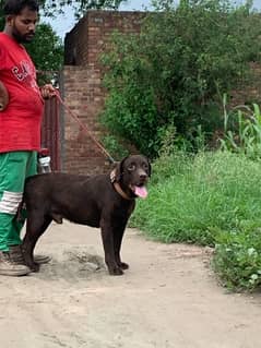 Labrador Retreiver Male