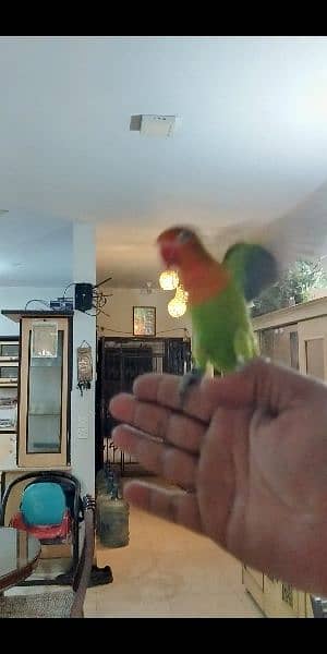 Love Bird Hand and Fly Tame Healthy & Active 17