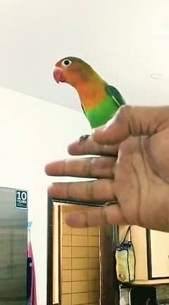 Love Bird Hand and Fly Tame Healthy & Active WhatsApp 03007001990