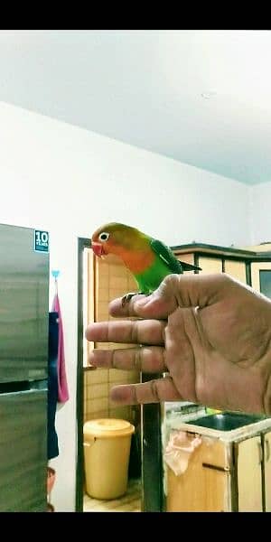 Love Bird Hand and Fly Tame Healthy & Active WhatsApp 03007001990 3