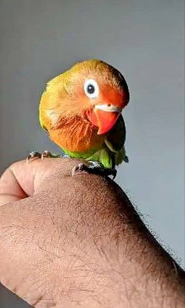 Love Bird Hand and Fly Tame Healthy & Active WhatsApp 03007001990 7