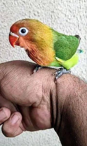 Love Bird Hand and Fly Tame Healthy & Active WhatsApp 03007001990 10