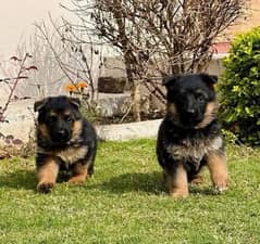 German Shepherd puppy| Long Coat puppies | Dog For Sale | GSD