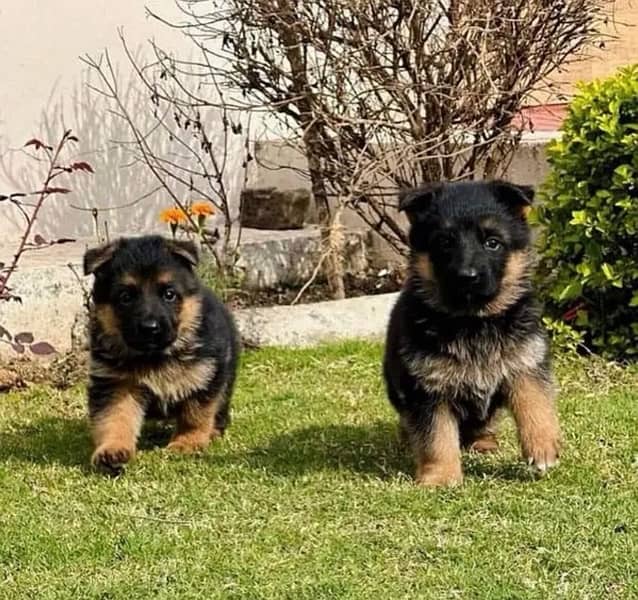 German Shepherd puppy| Long Coat puppies | Dog For Sale | GSD 0