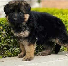 German Shepherd puppy| Long Coat puppies | Dog For Sale | GSD