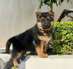 German shepherd puppies for sale / puppy / GSD pup / german shepherd