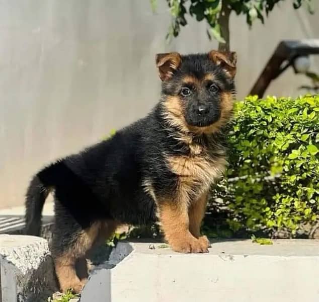 German Shepherd puppy| Long Coat puppies | Dog For Sale | GSD 2