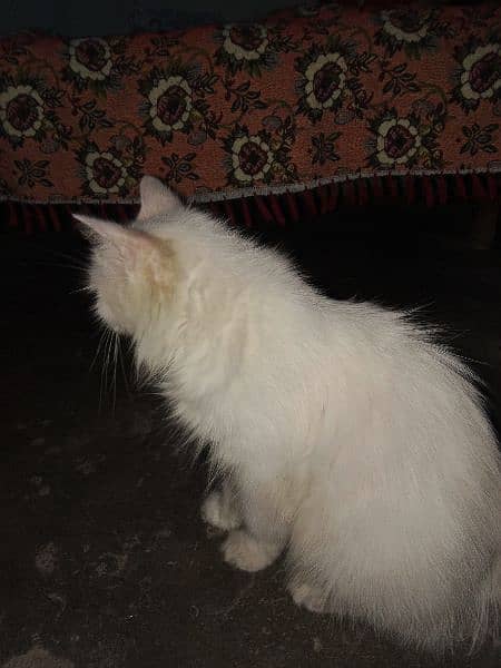 cat for sale only one time blead contact number 03104581591 3