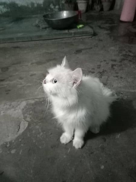 cat for sale only one time blead contact number 03104581591 4