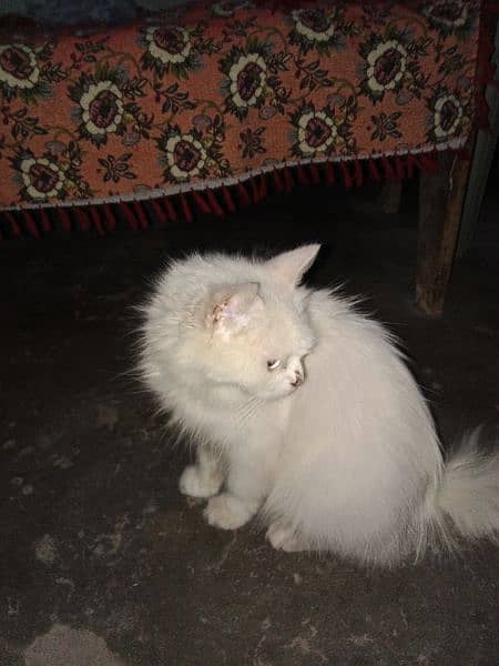 cat for sale only one time blead contact number 03104581591 5