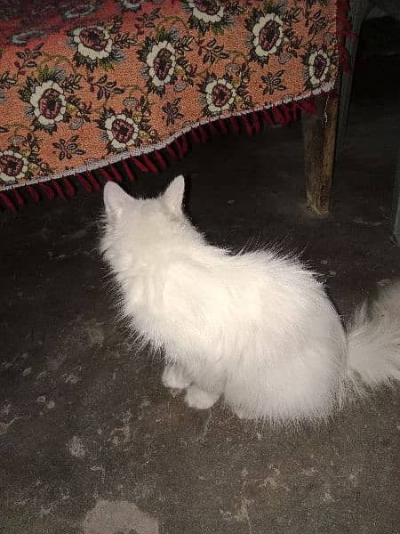 cat for sale only one time blead contact number 03104581591 6