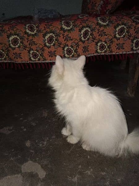 cat for sale only one time blead contact number 03104581591 7