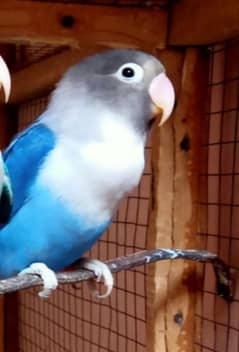 offer love birds 2 blue or 3 green (blue to green ky pairs bany hain)