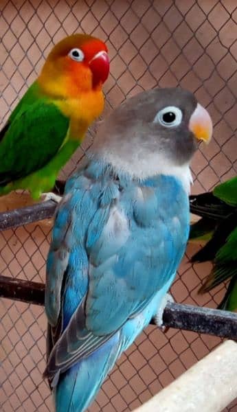 offer love birds 2 blue or 3 green (blue to green ky pairs bany hain) 2