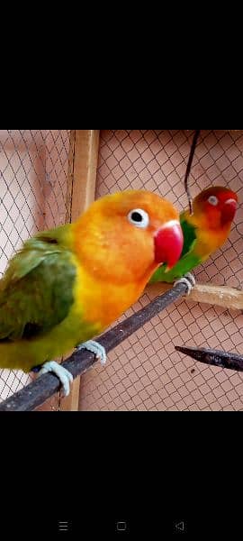 offer love birds 2 blue or 3 green (blue to green ky pairs bany hain) 5