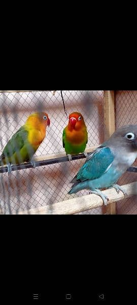 offer love birds 2 blue or 3 green (blue to green ky pairs bany hain) 6