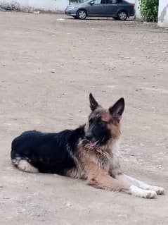 German shepherd