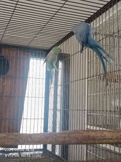 raw , grey parrot male , ringneck pairs 0