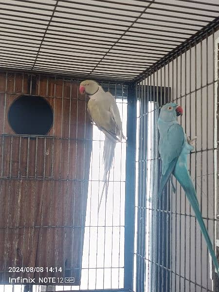 raw , grey parrot male , ringneck pairs 3