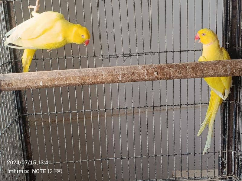 raw , grey parrot male , ringneck pairs 7