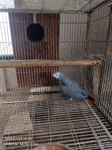 raw , grey parrot male , ringneck pairs 8