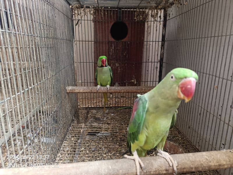 raw , grey parrot male , ringneck pairs 10