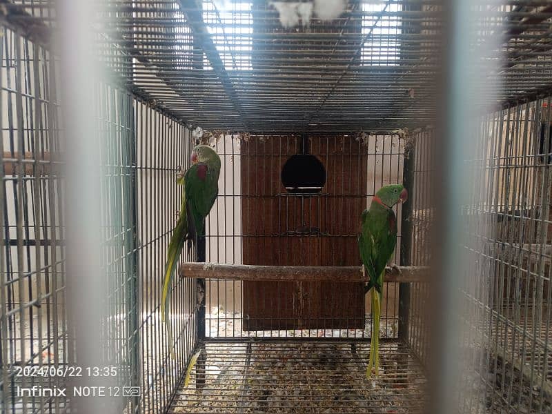 raw , grey parrot male , ringneck pairs 11