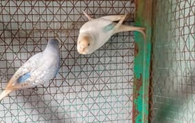 Budgies pair for sale white colour