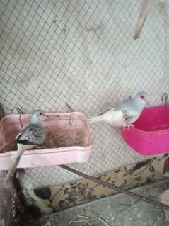 dimand dove for sale 1 pair ha 1 mad I extra ha