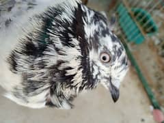 3 High flyer males pigeons for sale contact Whtsapp 03170223125 0