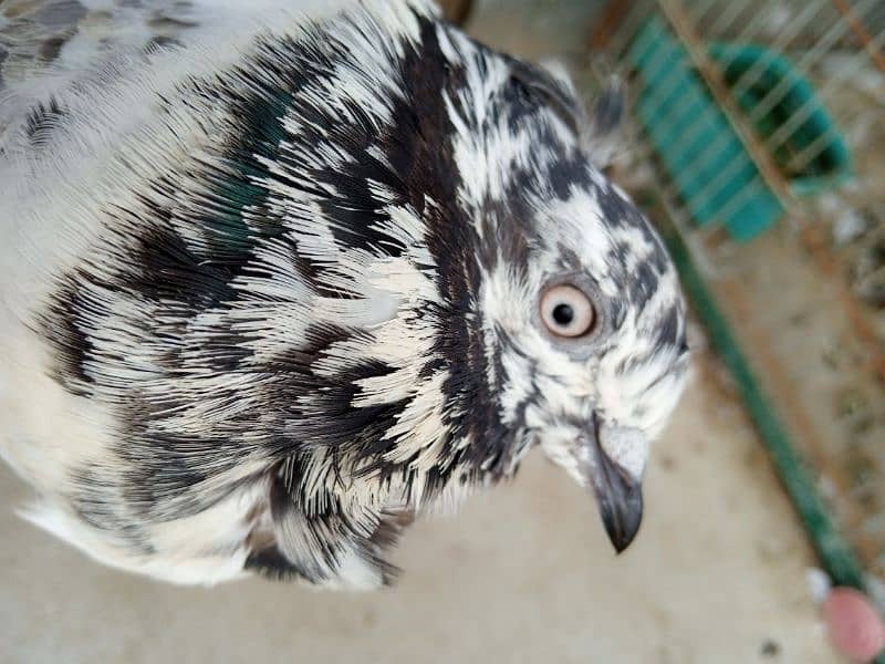 3 High flyer males pigeons for sale contact Whtsapp 03170223125 0