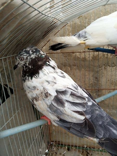 3 High flyer males pigeons for sale contact Whtsapp 03170223125 1