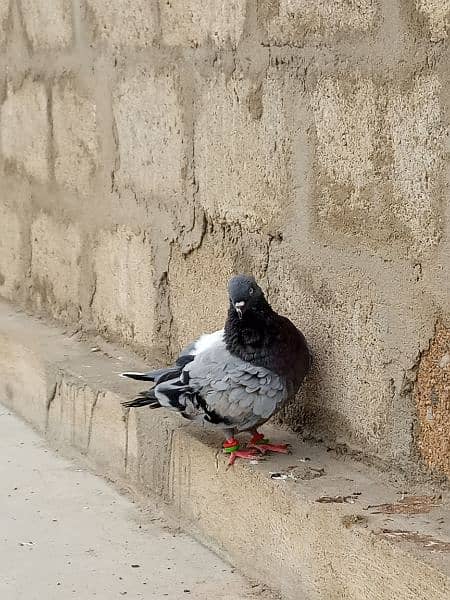 3 High flyer males pigeons for sale contact Whtsapp 03170223125 4