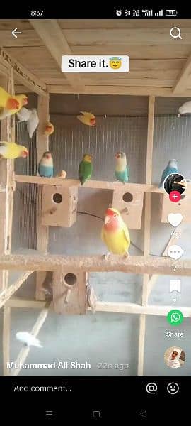 love birds and cage box cage 1.5 by 2 fit 1