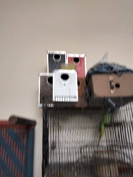 love birds and cage box cage 1.5 by 2 fit 5