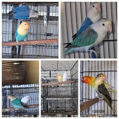 love birds breeder pair for sell in isd 0