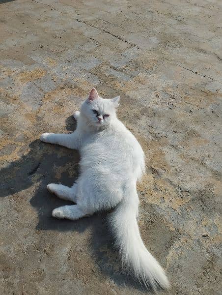 Blue eyes female cat for sale What's aap num 03065552120 1