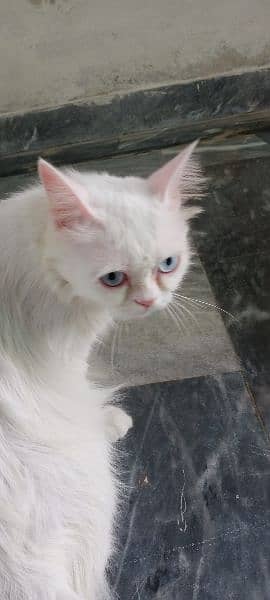 Blue eyes female cat for sale What's aap num 03065552120 3