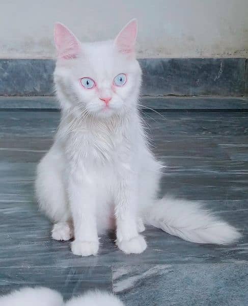 Blue eyes female cat for sale What's aap num 03065552120 4