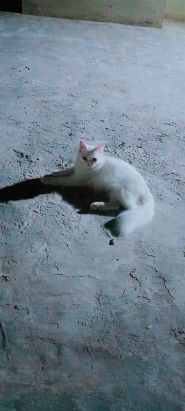 Blue eyes female cat for sale What's aap num 03065552120 5