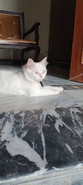 Blue eyes female cat for sale What's aap num 03065552120 6