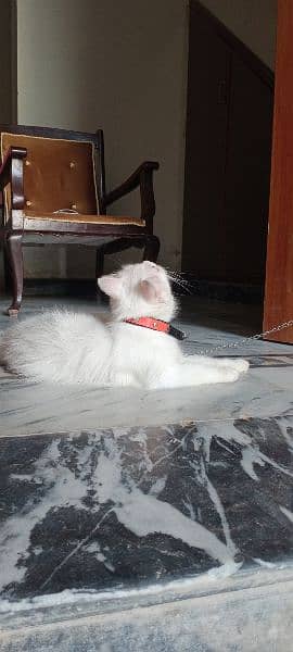 Blue eyes female cat for sale What's aap num 03065552120 7