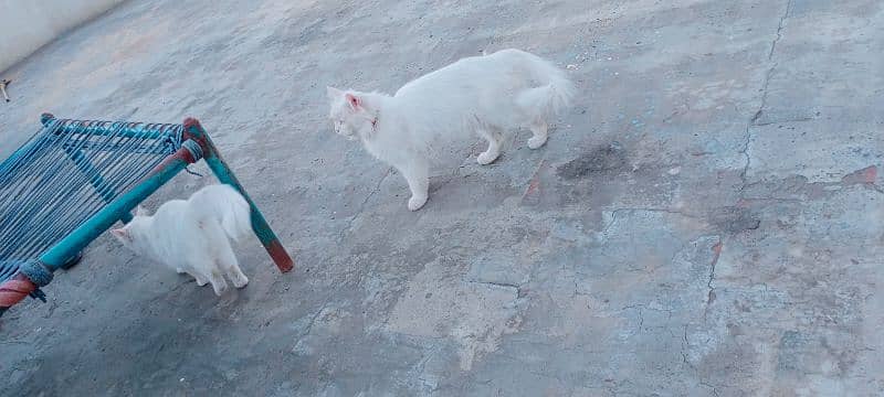 Blue eyes female cat for sale What's aap num 03065552120 8