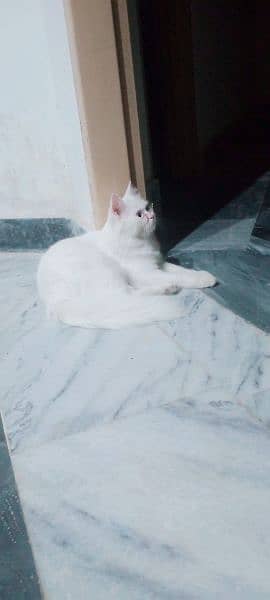 Blue eyes female cat for sale What's aap num 03065552120 9