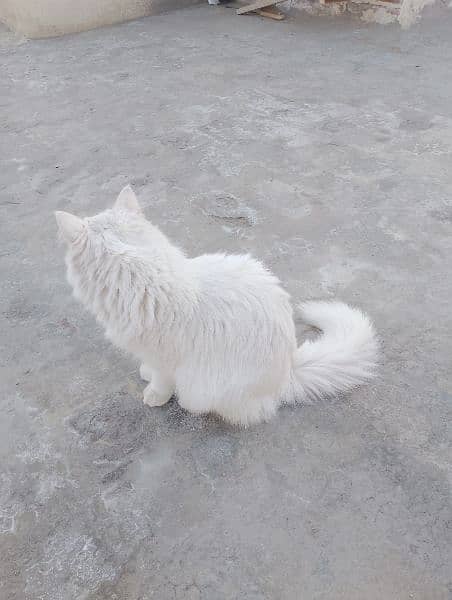 Blue eyes female cat for sale What's aap num 03065552120 11