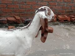 Pure Dessi Bakri| Goat |Bahawalpur ki Nasal