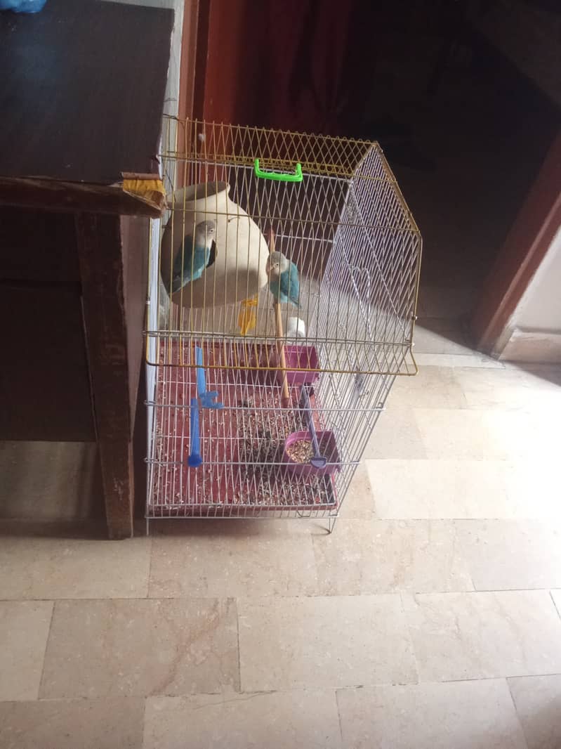 blue pasnata parrot with cage 4