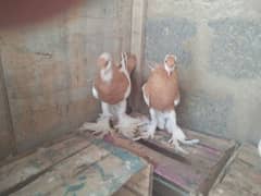 pouter joqabin n cage sale