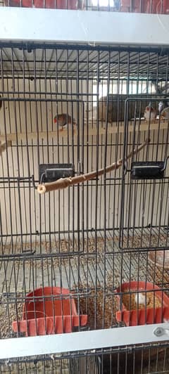 Finches  for sale pathy ha 3 male ha 1 female 0