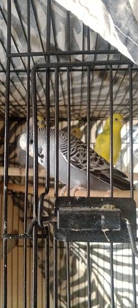 Finches  for sale pathy ha 3 male ha 1 female 5